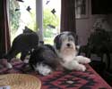 Rosie, enjoying a rest on the dining room table with the cat