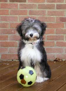 Maya on the ball picture coutesy Sue Craddock