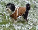 Benji in the snow