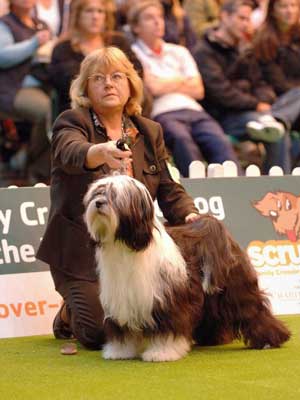 Homebred "Sammy" is handled in the ring by Mrs Angela Draper Andrews. He shares his life on a farm with two working Border Collies. Sammy and his littermates were all registered with cherokee Indian names. Photo Reg Andrews